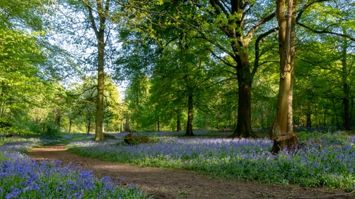 A view of the woodland in spring at Limpsfield Common, with a path running through the woods and a sea of bluebells between the trees on a sunny day.